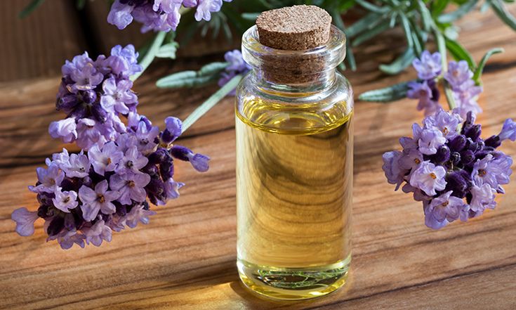 Hoa oải hương cho spa